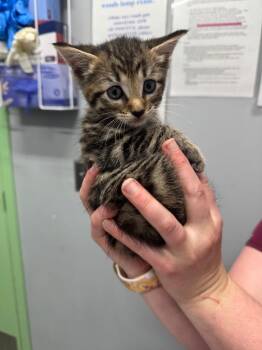 Lady Bug -  Domestic Short Hair Cat for Adoption in Bloomington, Indiana - Lady Bug | PetCurious