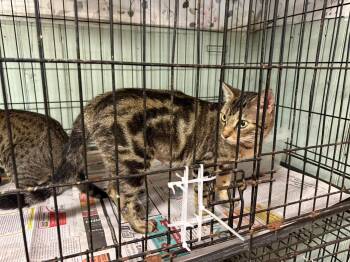 Rescue American Shorthair Cats for Adoption in Kentwood, Louisiana - Happy | PetCurious