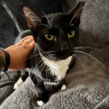 Rescue Domestic Short Hair Cats for Adoption in West Palm Beach, Florida - Blade | PetCurious