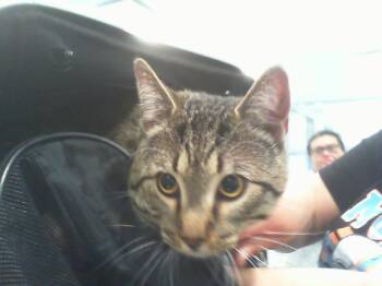 Domestic Short Hair Cats Available for Adoption in Charlotte, North Carolina - KIKI | PetCurious