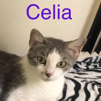 Celia -  Domestic Short Hair Cat for Adoption in Kingman, Kansas - Celia | PetCurious