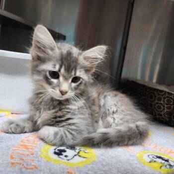 Urkel -  Domestic Short Hair Cat Available for Adoption in Dixon, Illinois - Urkel | PetCurious
