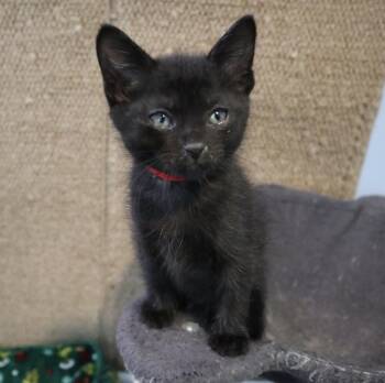 Domestic Short Hair Cats Available for Adoption in Rossville, Tennessee - Ratchet | PetCurious