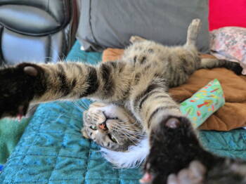 Rescue Domestic Short Hair and Tabby Cats for Adoption in Hillsboro, Oregon - TOM TOM - Offered By Owner - In/Out Sweetheart | PetCurious