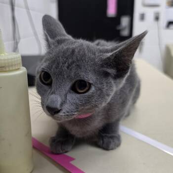 Kitty Minaj -  Domestic Short Hair Cat for Adoption in Ardmore, Oklahoma - Kitty Minaj | PetCurious