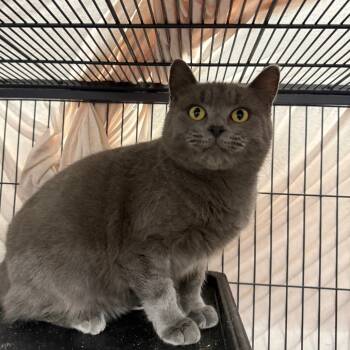 Rescue Russian Blue and Domestic Short Hair Cats for Adoption in Eaton Rapids, Michigan - Glowstick 55409 | PetCurious