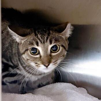 Spitz -  Domestic Short Hair Cat for Adoption in Kennebunk, Maine - Spitz | PetCurious