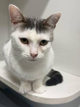 Duffy -  Domestic Short Hair Cat for Adoption in Mears, Michigan - Duffy | PetCurious