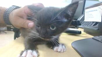 KATTY -  Domestic Short Hair Cat for Adoption in Doral, Florida - KATTY | PetCurious