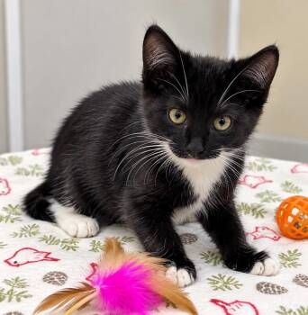 Miranda -  Domestic Short Hair Cat for Adoption in Trenton, New Jersey - Miranda | PetCurious