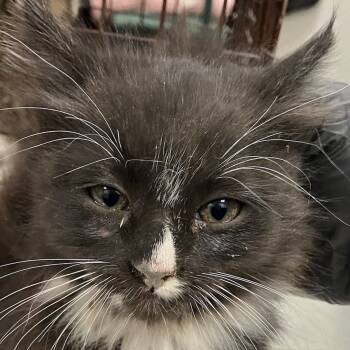 Rescue Domestic Medium Hair Cats for Adoption in Las Cruces, New Mexico - Stuntman Mike | PetCurious