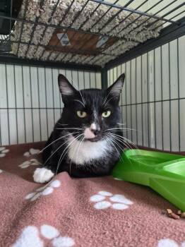 Socks -  Domestic Short Hair Cat for Adoption in Shelby County, Texas - Socks | PetCurious
