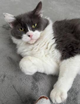 Rescue Domestic Medium Hair Cats for Adoption in Cincinnati, Ohio - Kat | PetCurious
