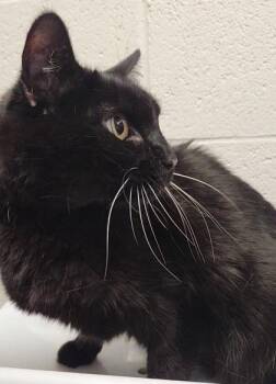 Domestic Short Hair Cats Available for Adoption in Fairfax, Virginia - Jade | PetCurious