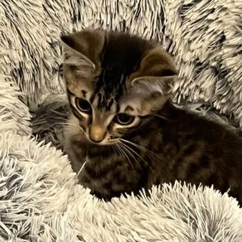 Domestic Short Hair Cats Available for Adoption in Peachtree City, Georgia - Josie | PetCurious