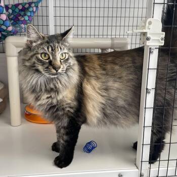 Amber -  Domestic Long Hair Cat for Adoption in Woodbridge Township, New Jersey - Amber | PetCurious