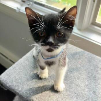 Rescue Tabby and Domestic Short Hair Cats for Adoption in Lombard, Illinois - Muldoon | PetCurious