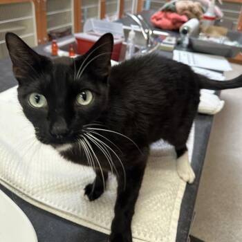 Squid -  Domestic Short Hair Cat for Adoption in Murray, Utah - Squid | PetCurious