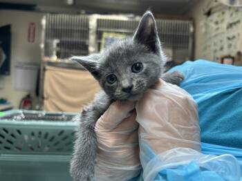 Rescue Domestic Short Hair Cats for Adoption in Raleigh, North Carolina - GEORGIE | PetCurious