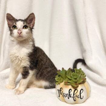 Rescue Domestic Medium Hair Cats for Adoption in Boca Raton, Florida - Amaretto | PetCurious