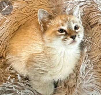 Domestic Short Hair and Siamese Cats Available for Adoption in Campbell, California - Dumpling | PetCurious
