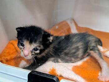 KANGA -  Domestic Short Hair Cat for Adoption in Dallas, Texas - KANGA | PetCurious