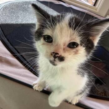 Harold -  Domestic Short Hair Cat for Adoption - Harold | PetCurious
