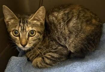 Domestic Short Hair Cats Available for Adoption in Honolulu, Hawaii - Chrissy | PetCurious