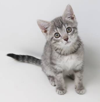 Daphne is a darling - princess of purrs -  Silver and Tabby Cat for Adoption in Bedford Hills, New York - Daphne Is A Darling - Princess Of Purrs | PetCurious