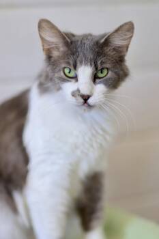 Domestic Medium Hair Cats Available for Adoption in Webster, Wisconsin - Toga | PetCurious