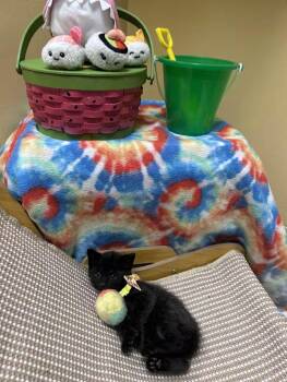 Dune -  Domestic Short Hair Cat Available for Adoption in Greensboro, North Carolina - Dune | PetCurious