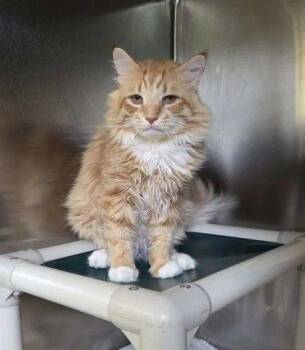 Bud -  Domestic Long Hair Cat for Adoption in Williamsport, Pennsylvania - Bud | PetCurious