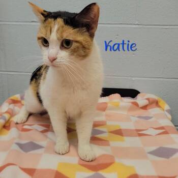 Domestic Short Hair Cats Available for Adoption - Katie | PetCurious