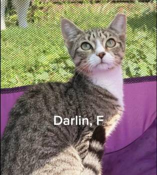 Darlin -  Domestic Short Hair Cat for Adoption in Shrewsbury, Massachusetts - Darlin | PetCurious
