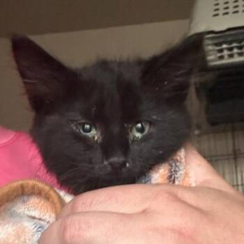 Lady -  Domestic Long Hair Cat for Adoption in Layton, Utah - Lady | PetCurious