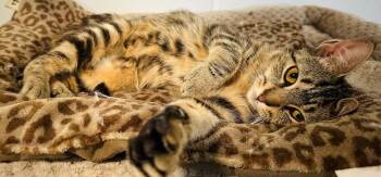 Rescue Domestic Short Hair Cats for Adoption in Brooks, Maine - Carla | PetCurious