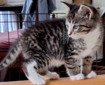 2026-56 Nacho - in foster -  Domestic Short Hair Cat for Adoption in Windsor, Connecticut - 2026-56 Nacho - In Foster | PetCurious