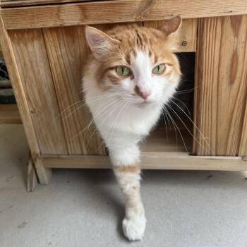 Doc Hudson -  Domestic Long Hair Cat for Adoption in Driggs, Idaho - Doc Hudson | PetCurious