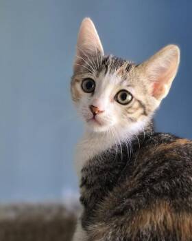 Sally -  Domestic Short Hair Cat for Adoption in Wilmington, North Carolina - Sally | PetCurious