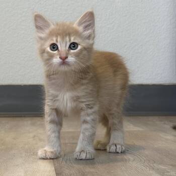 San Pedro -  Domestic Long Hair Cat for Adoption in Durango, Colorado - San Pedro | PetCurious