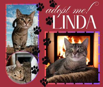 Rescue American Shorthair Cats for Adoption in Paris, Illinois - LINDA | PetCurious