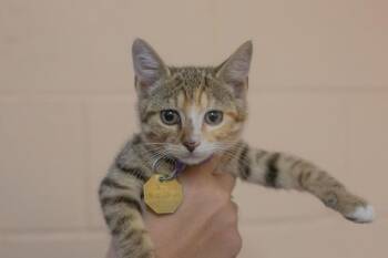 Pumpkin -  Torbie and Domestic Short Hair Cat for Adoption in Mountain Home, Arkansas - Pumpkin | PetCurious