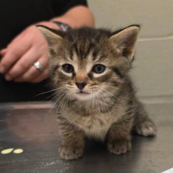 Sausage -  Domestic Short Hair Cat for Adoption in South Elgin, Illinois - Sausage | PetCurious