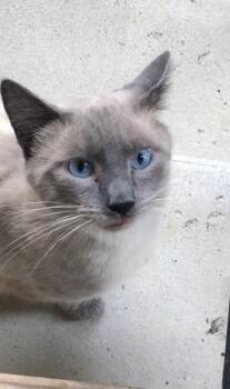 Buddy -  Domestic Short Hair Cat for Adoption in Metamora, Illinois - Buddy | PetCurious