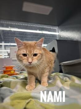 Domestic Long Hair Cats Available for Adoption - Nami | PetCurious
