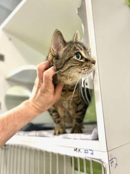 Jelly -  Domestic Short Hair Cat for Adoption in Muskegon, Michigan - Jelly | PetCurious
