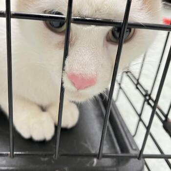 Kitty bop -  Domestic Short Hair Cat for Adoption in Philadelphia, Pennsylvania - Kitty Bop | PetCurious