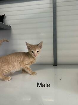 Tobias -  Domestic Short Hair Cat for Adoption in Holbrook, Arizona - Tobias | PetCurious