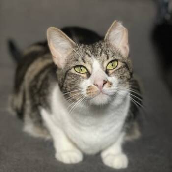 Rescue Domestic Short Hair Cats for Adoption - Fee (bonded To Foe) | PetCurious