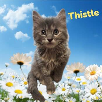 Domestic Medium Hair and Domestic Short Hair Cats Available for Adoption in Visalia, California - THISTLE | PetCurious